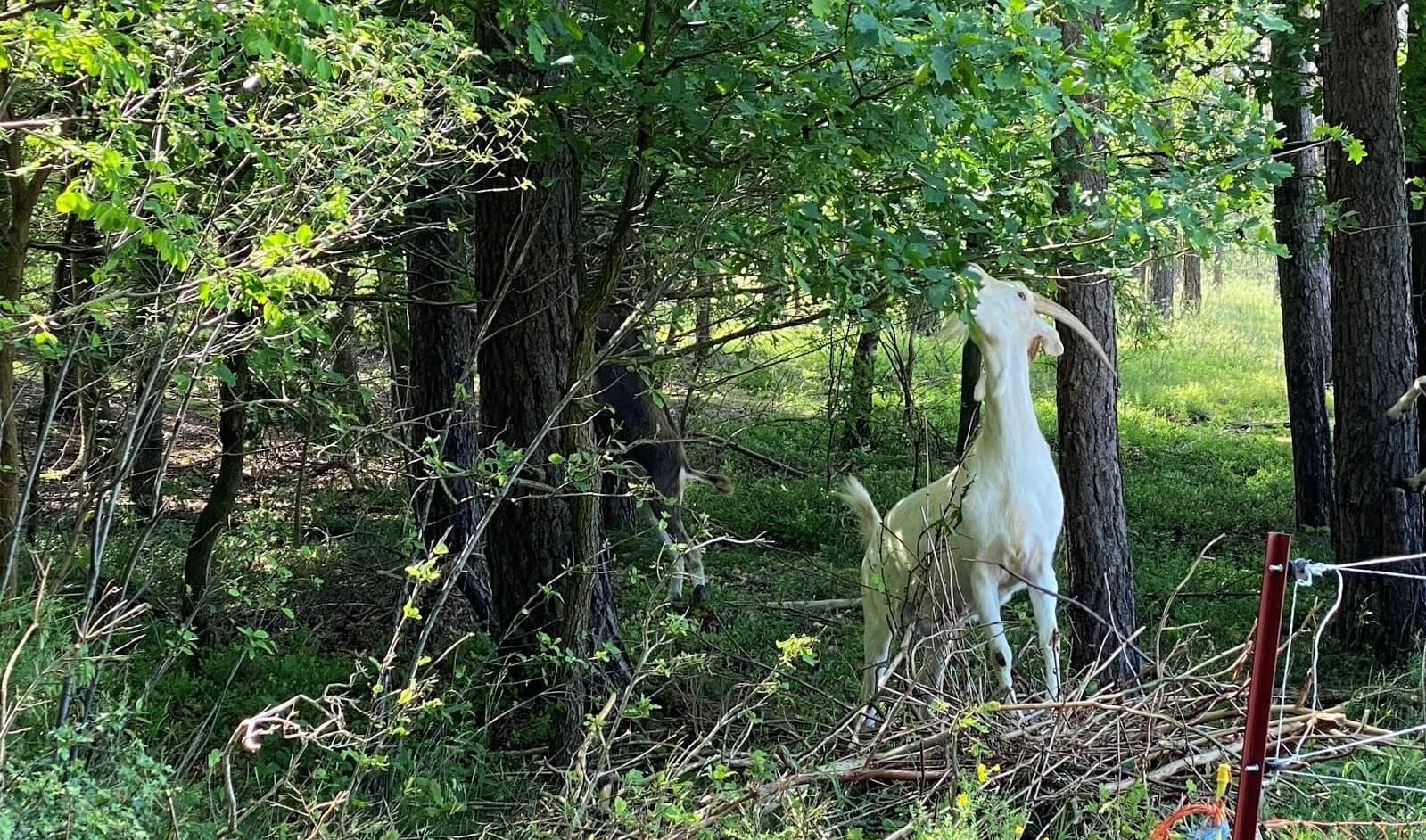 Eine weiße Ziege beim Fressen in einem Tiergehege.