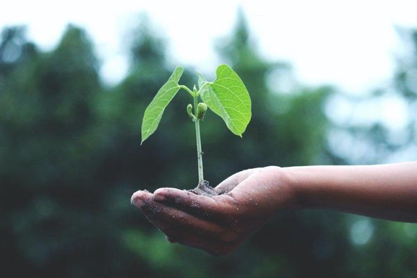 Wachstum in der Hand Nahaufnahme einer Hand, die eine kleine Pflanze mit grünem Blattwerk hält, unscharfer Hintergrund mit Natur.