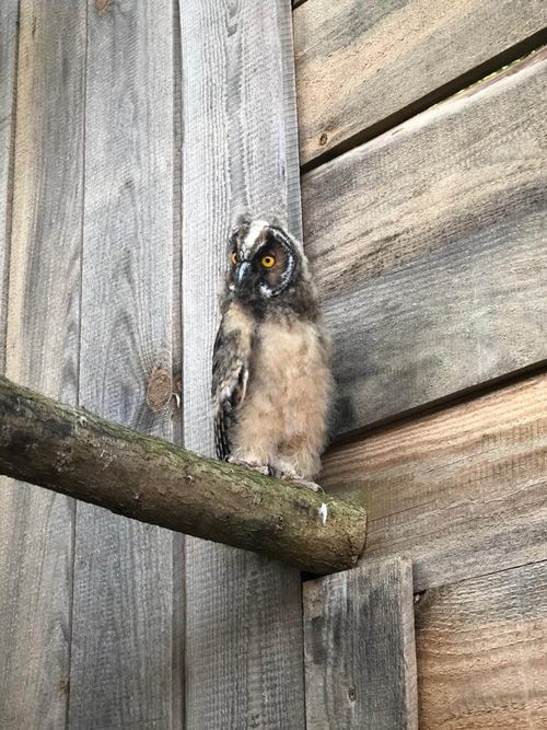 Eine Eule sitzt auf einem Ast in einer Voliere.