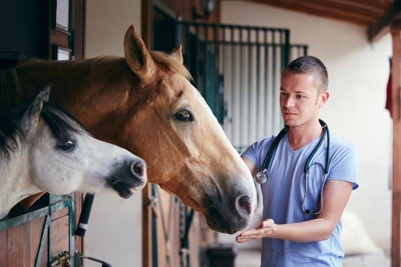 Ein Tierarzt im hellblauen Kittel hört mit dem Stethoskop den Hals eines braunen Pferdes ab.