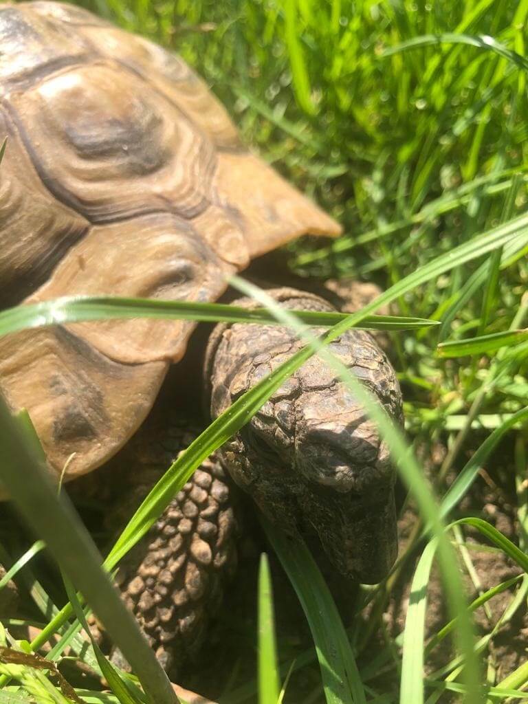 Nahaufnahme einer Schildkröte die im Gras sitzt.