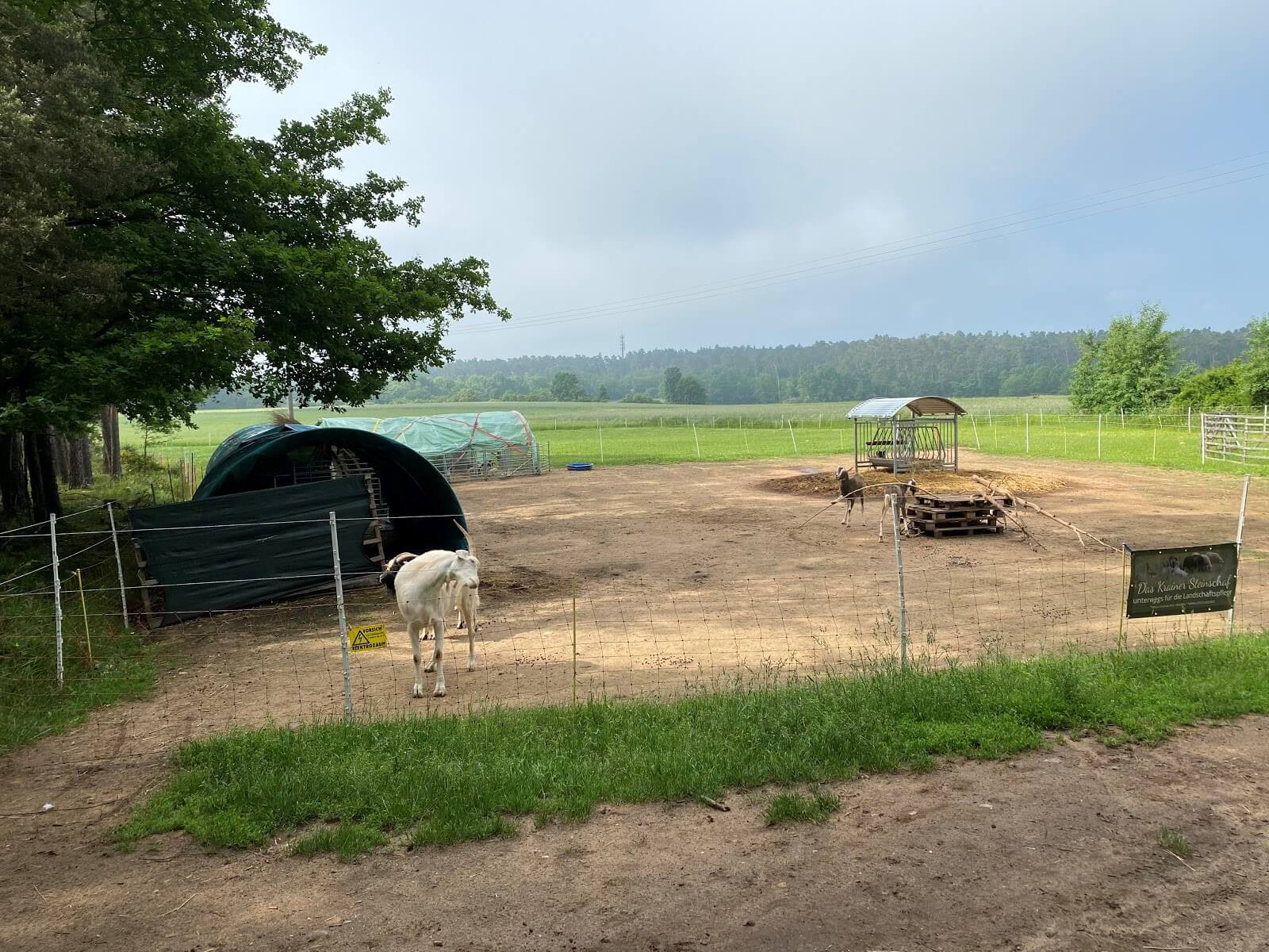 Außenaufnahme eines Wildgeheges bei Noris Wildtiere mit drei Ziegen