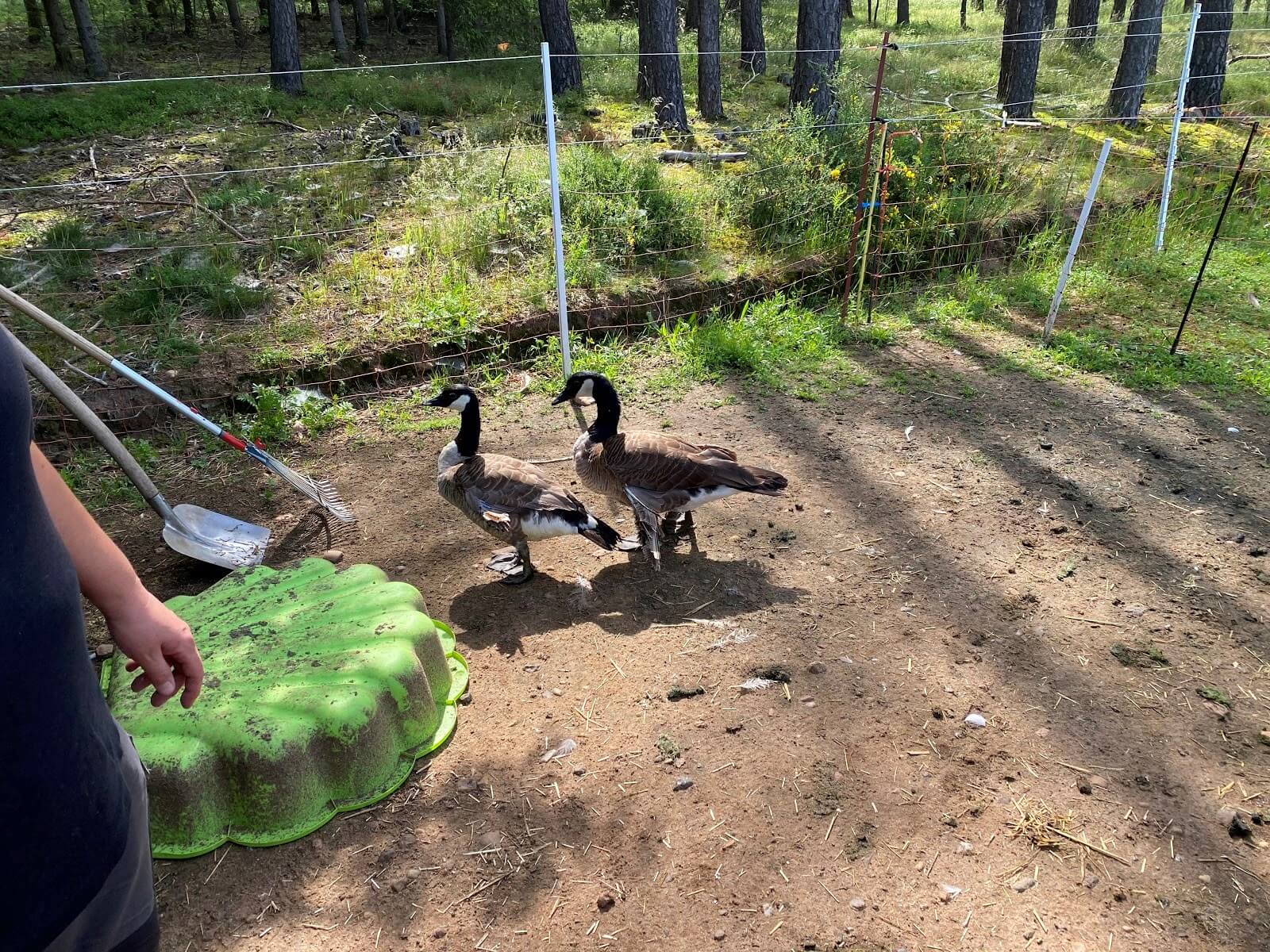 Eine Gruppe Gänse in einem Freigehege bei Noris Wildtiere.