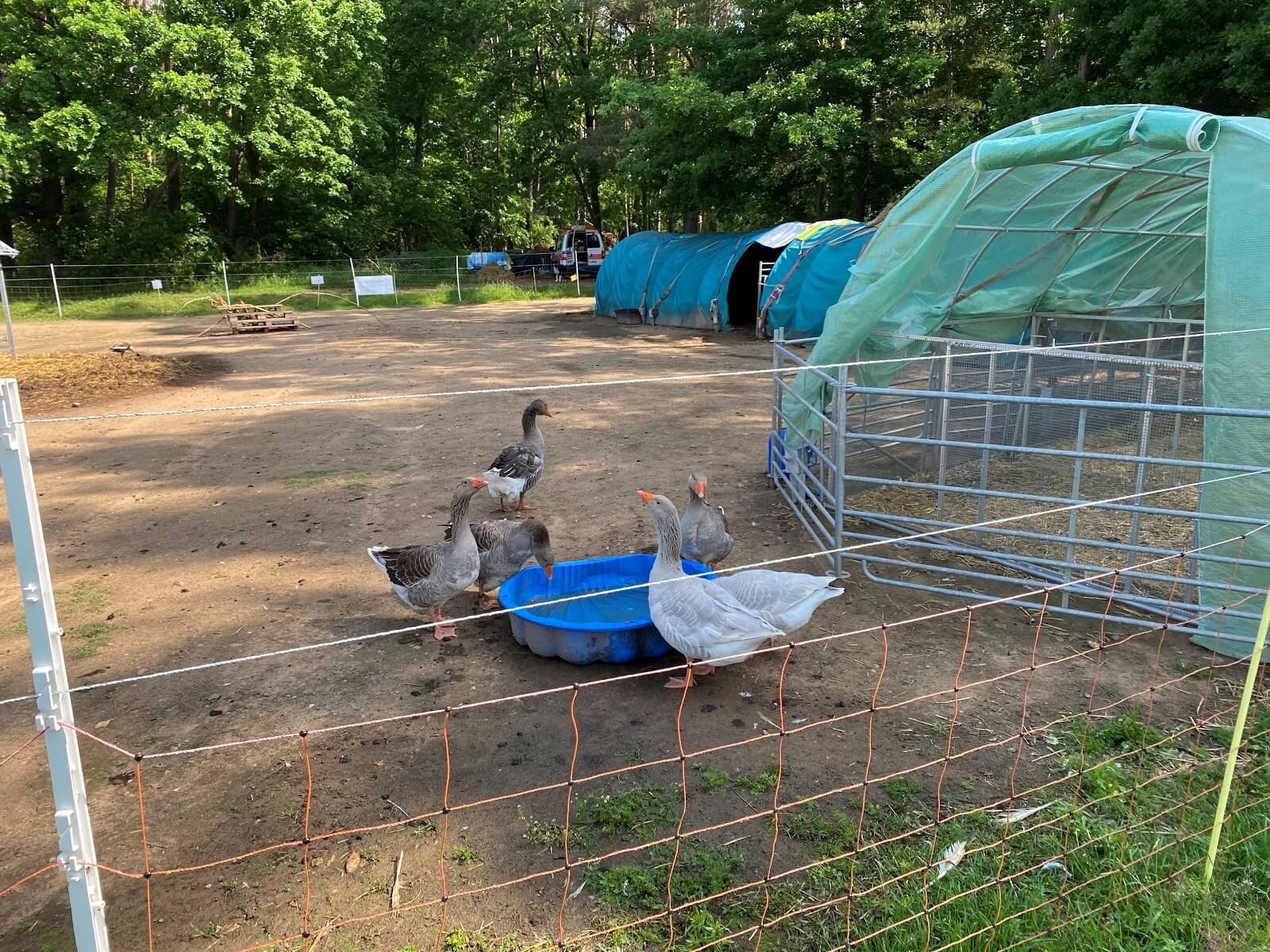 Eine Gruppe Gänse in einem Freigehege stehen an einer Wassertränke.